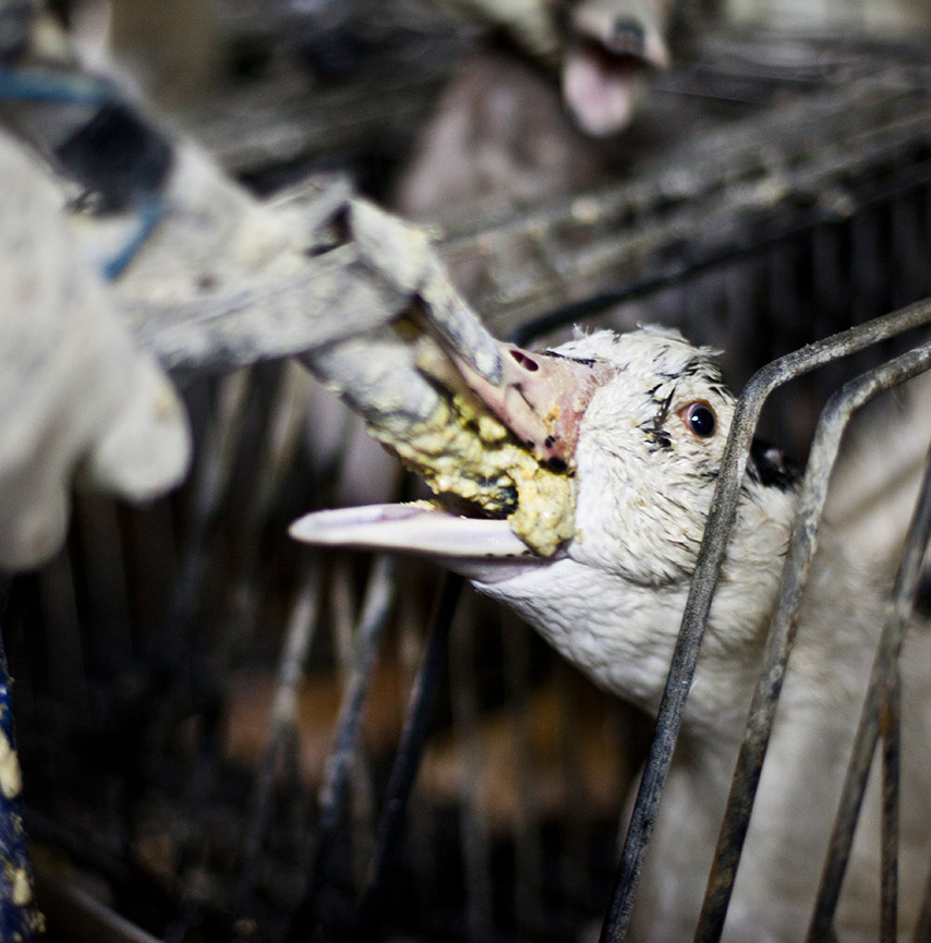 Animal Equality International Animal Protection Organization