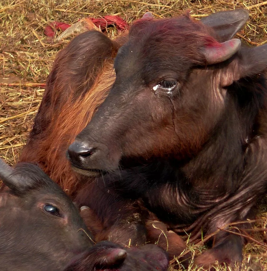 Buffalo calf next to dead one in Gadhimai