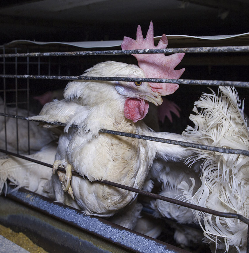 White hens in a egg farm