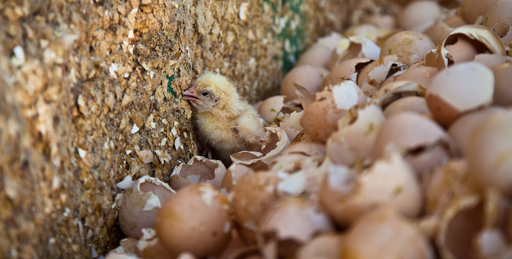 Baby chick among egg shells in a trash container