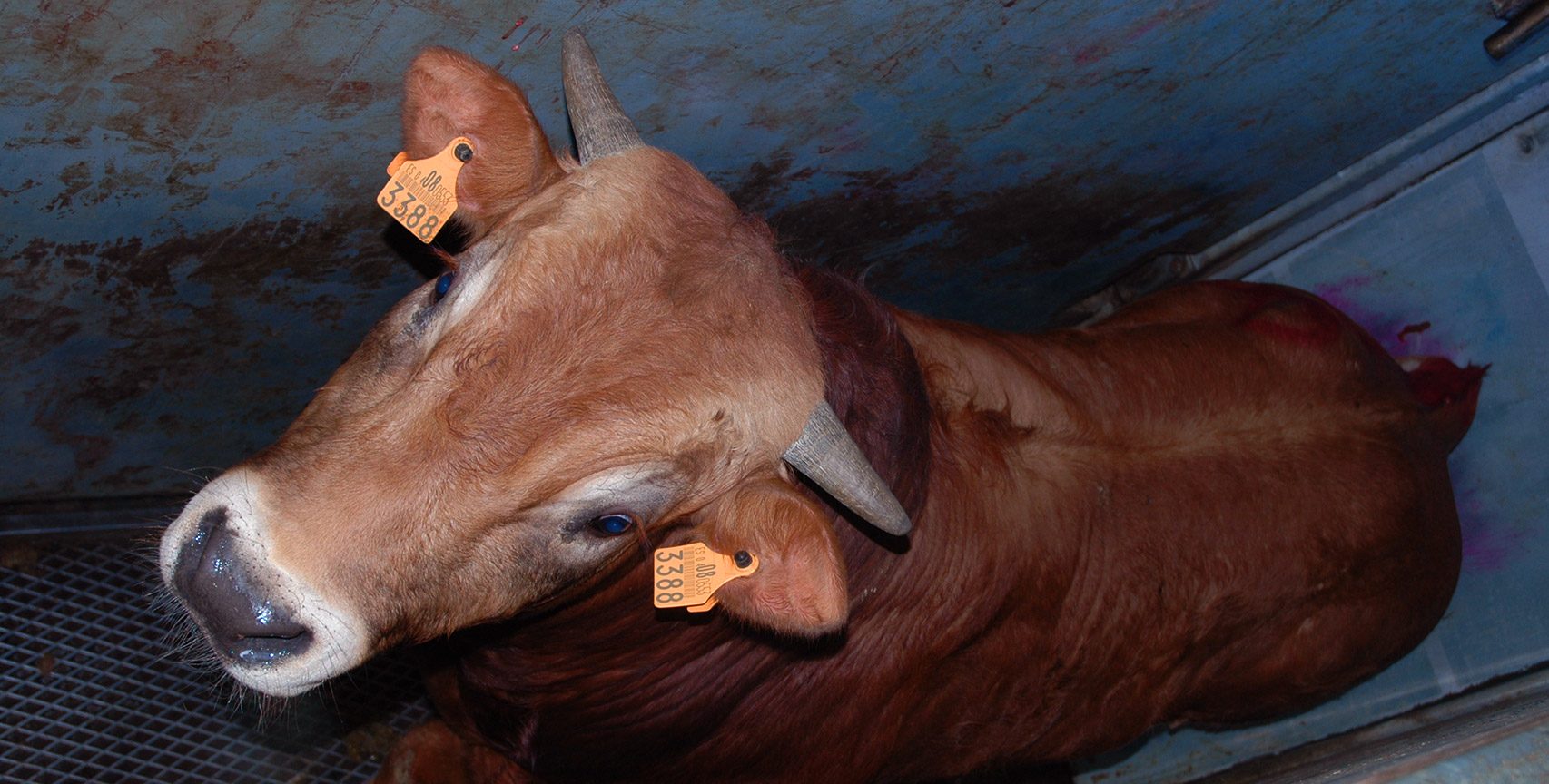 Cow in a stunning box in a Spanish slaughterhouse