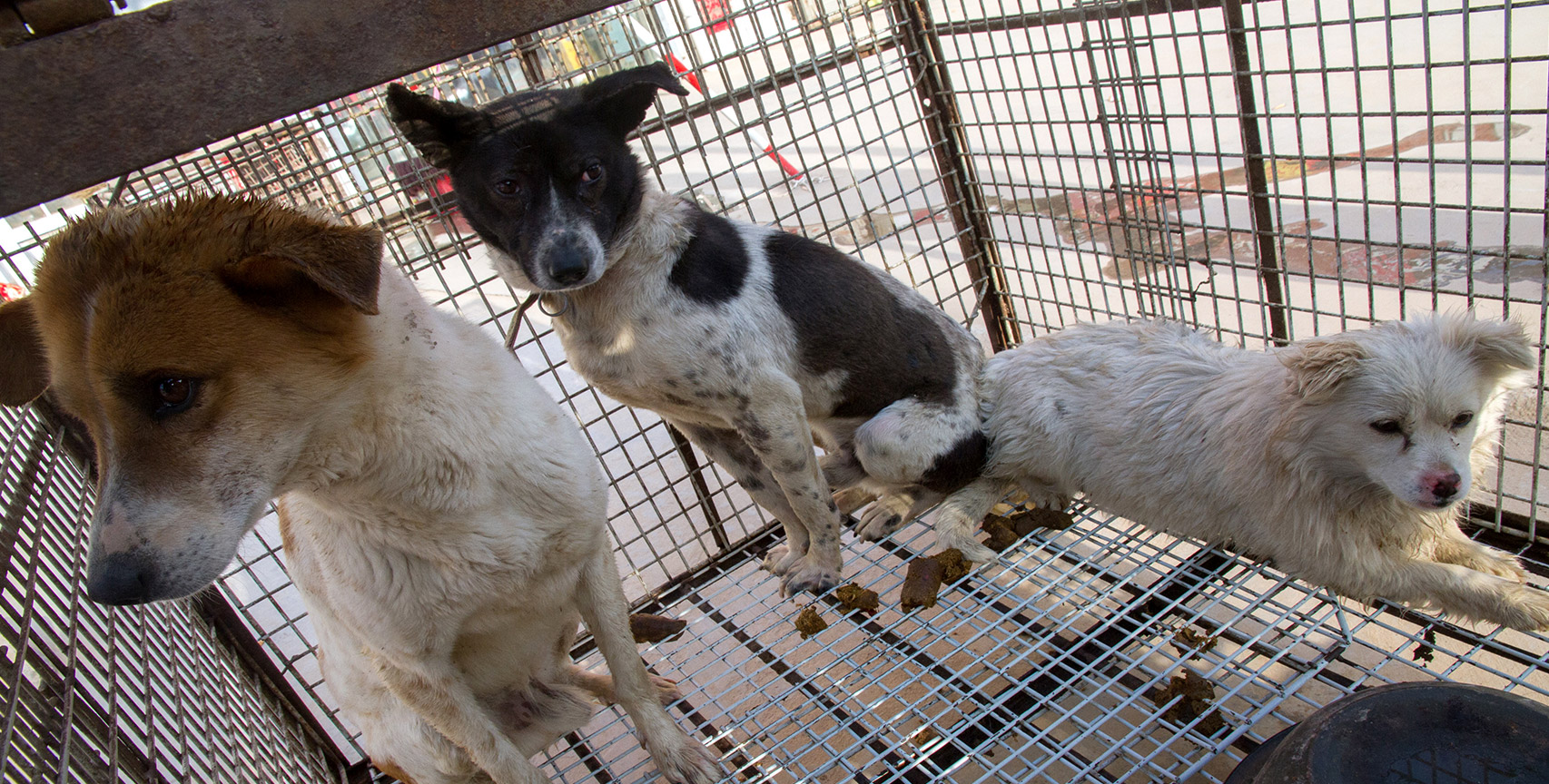 Dogs in a cage outside a dog meat restaurant in China