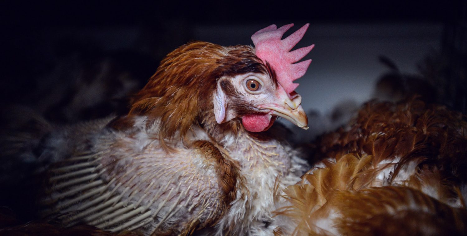 The Cruel Egg Industry Hurts Chickens
