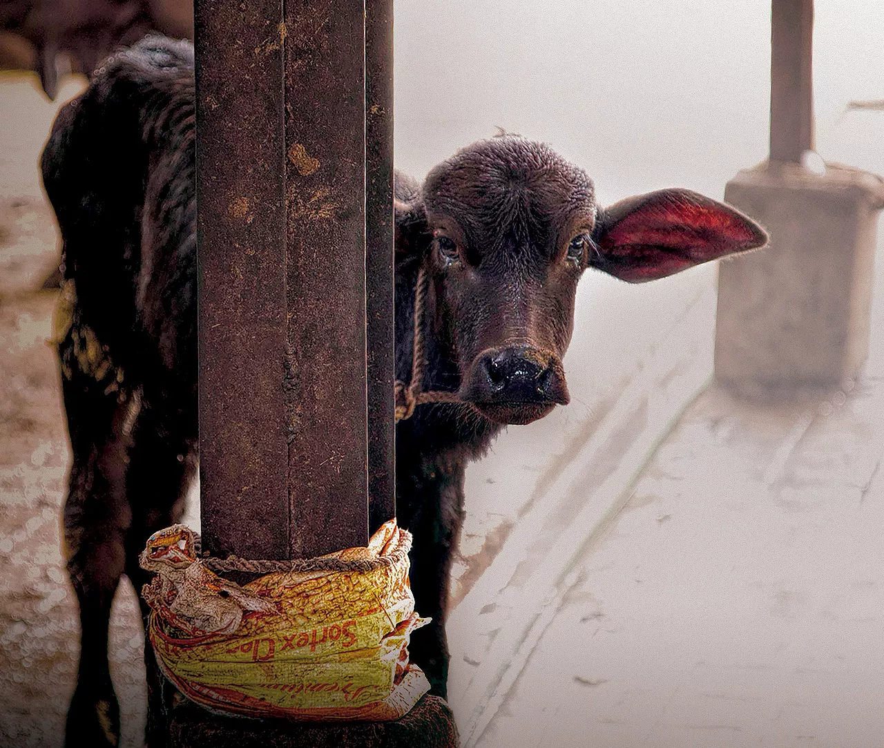 Young buffalo tied to a column separated from his mother