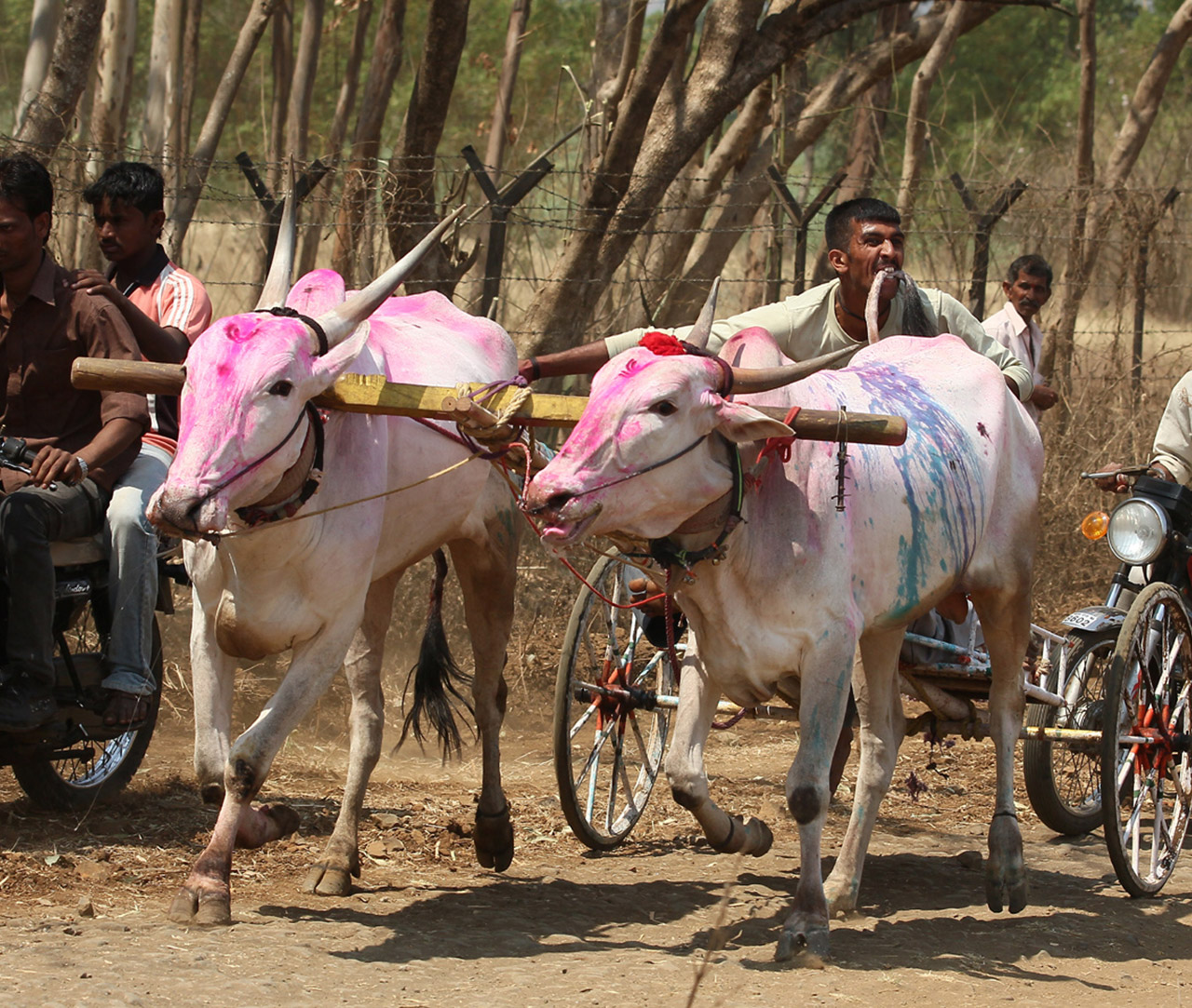 Wheel,Tire,Bicycle,Tree,Pack animal,Road