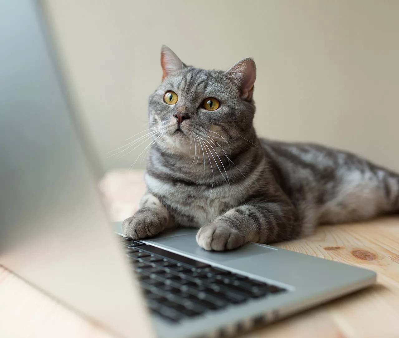 Cat looking at computer