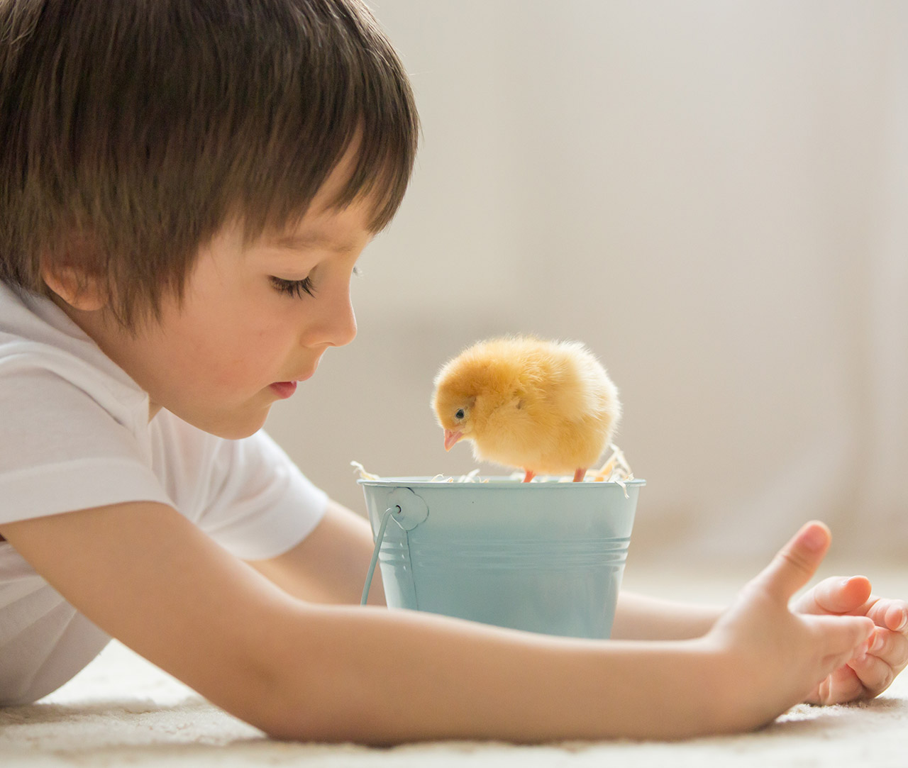Boy looking at baby chick