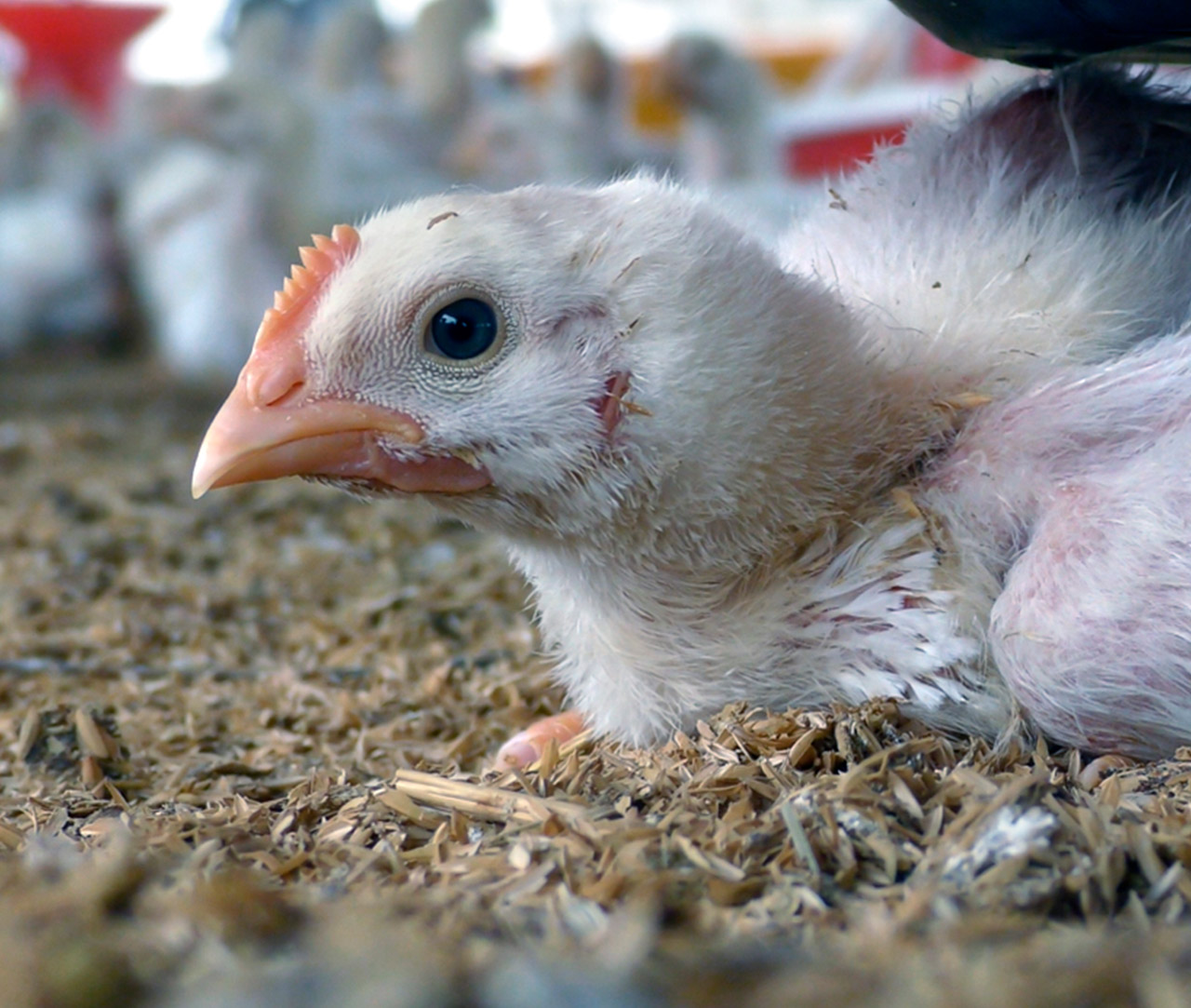 Close up of chicken in factory farm