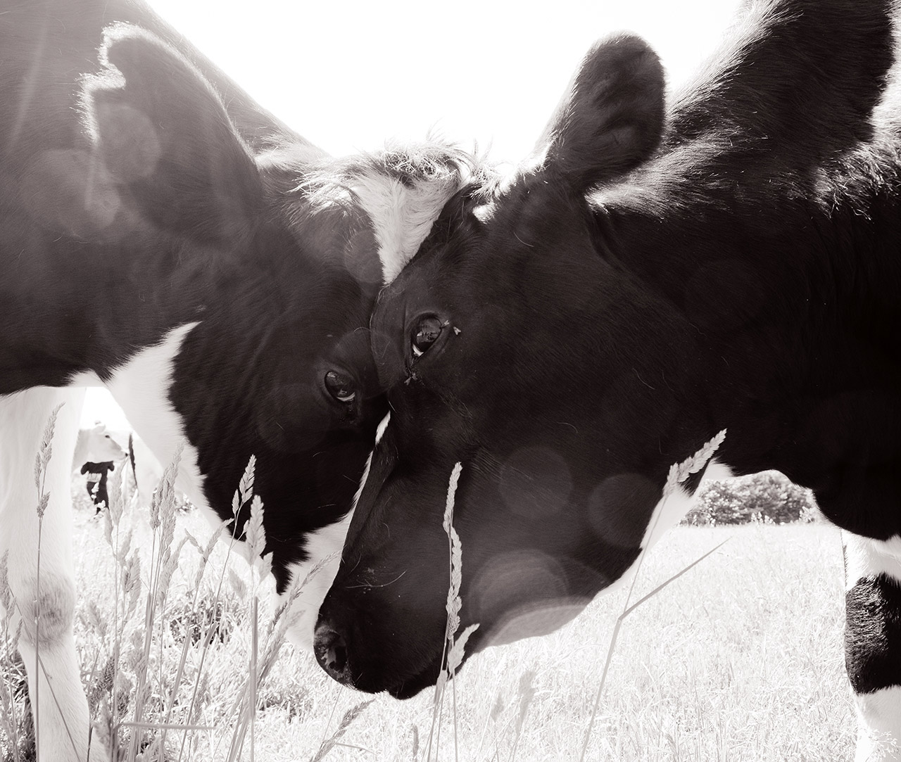 Black,Jaw,Black-and-white,Style,Horn,Grass,Dairy cow
