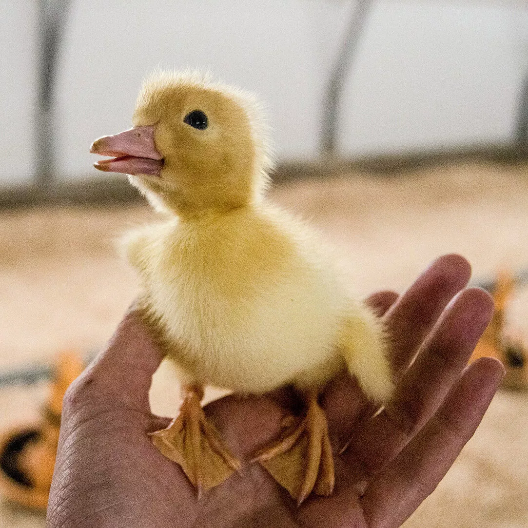 Hand holding a duckling raised for foie gras