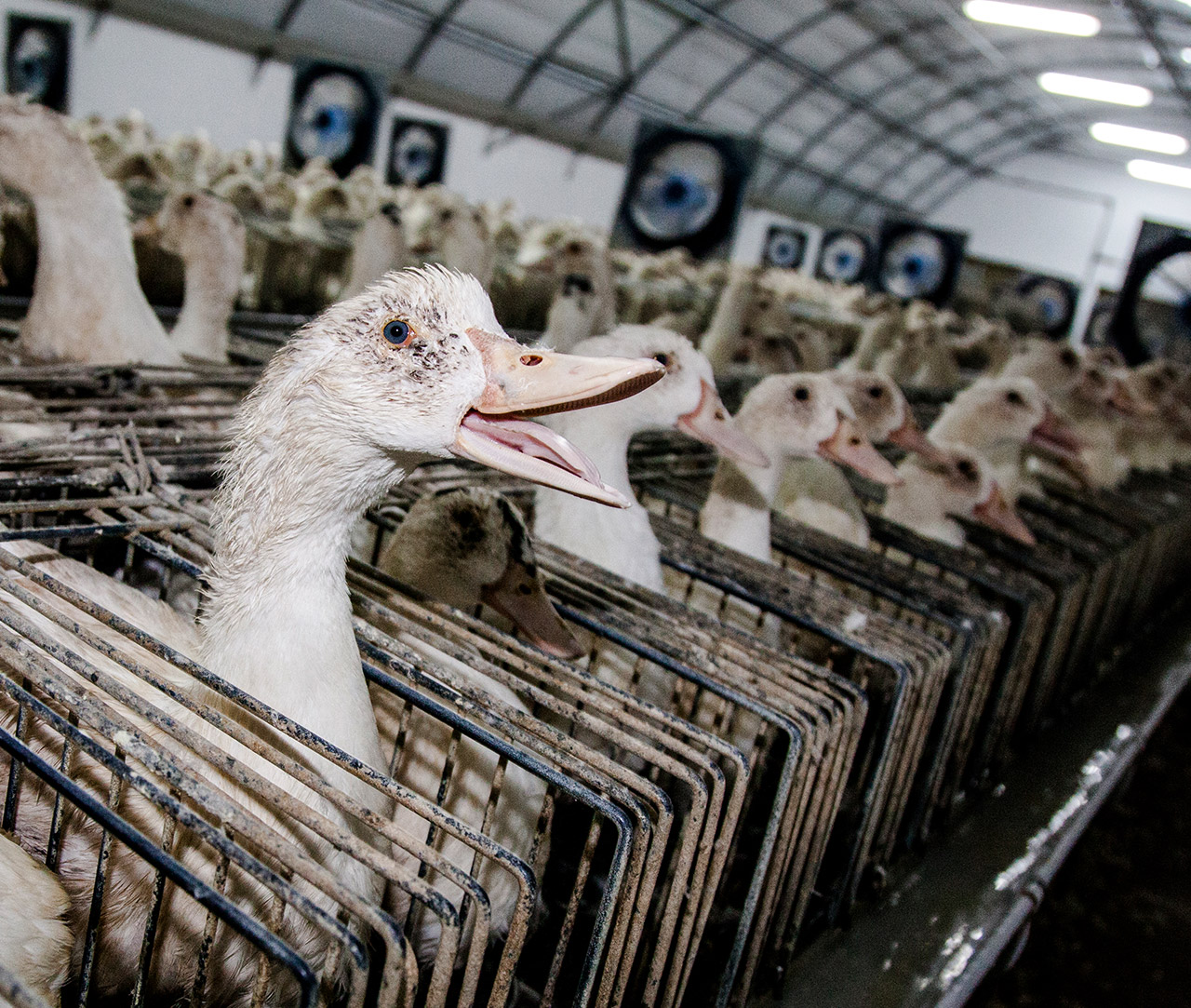 Ducks in cages for production of foie gras