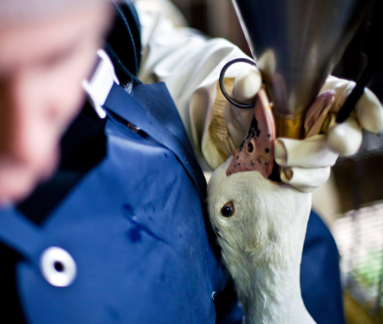 Victories Animal Equality International Animal Protection Organization