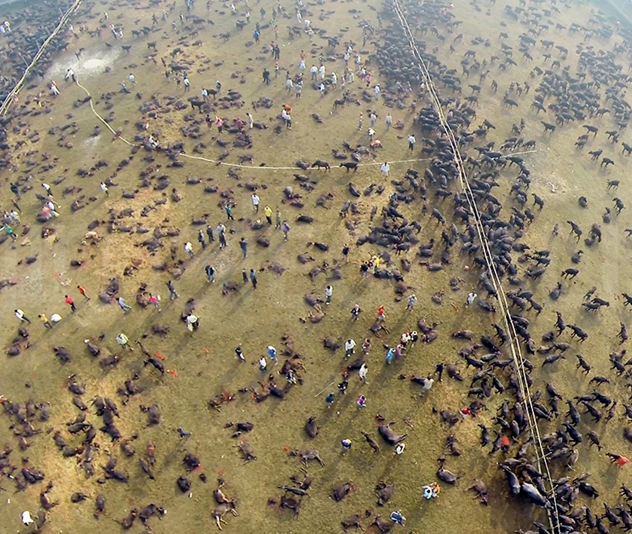 Drone image of Gadhimai killing