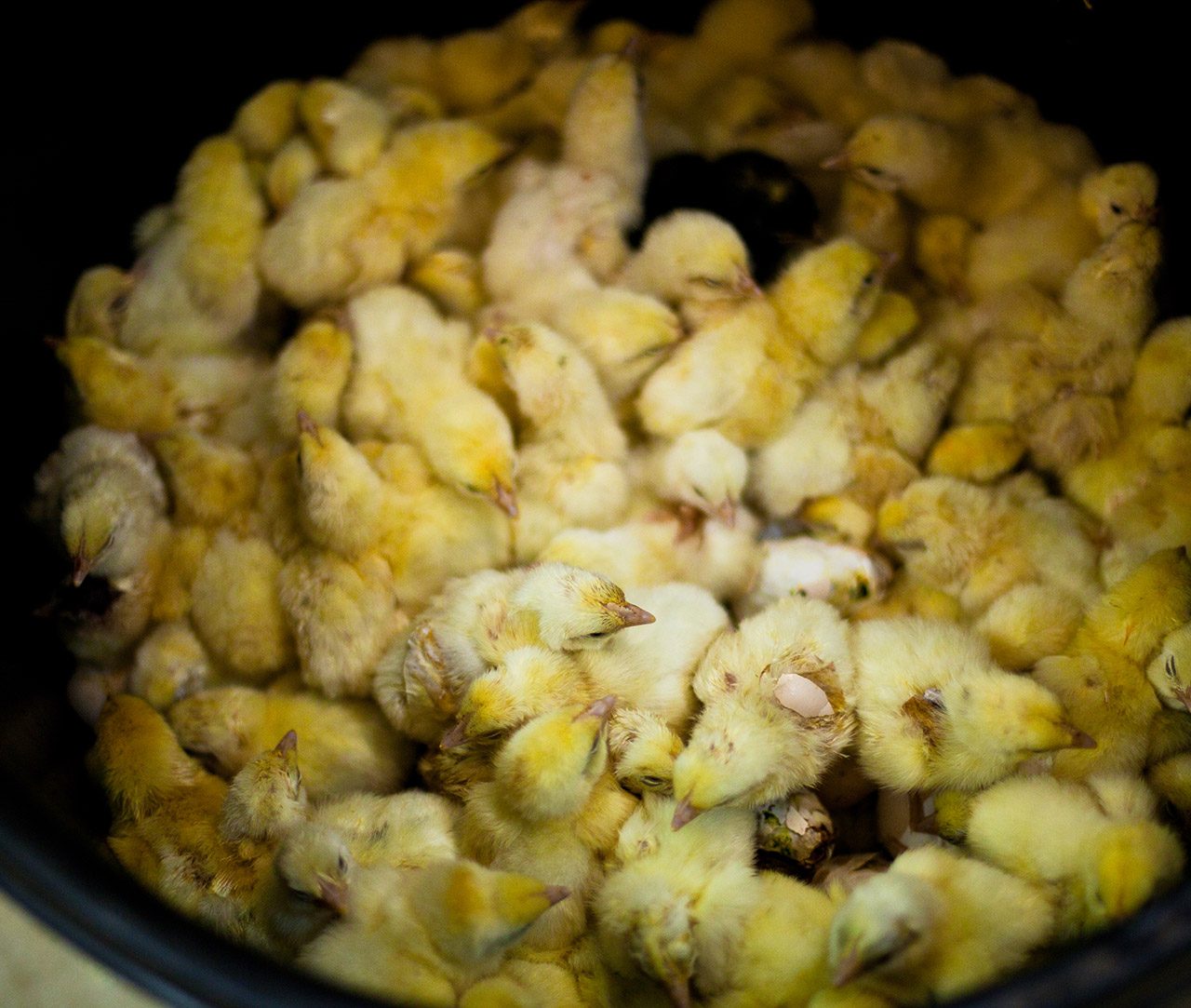 Baby chicks discarded at hatchery