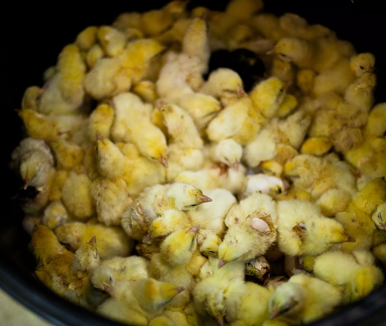 Male chicks discarded to a trash container