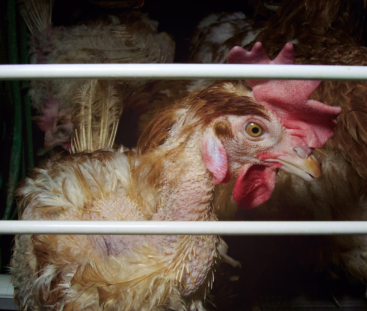 Hen without feathers in a battery cage