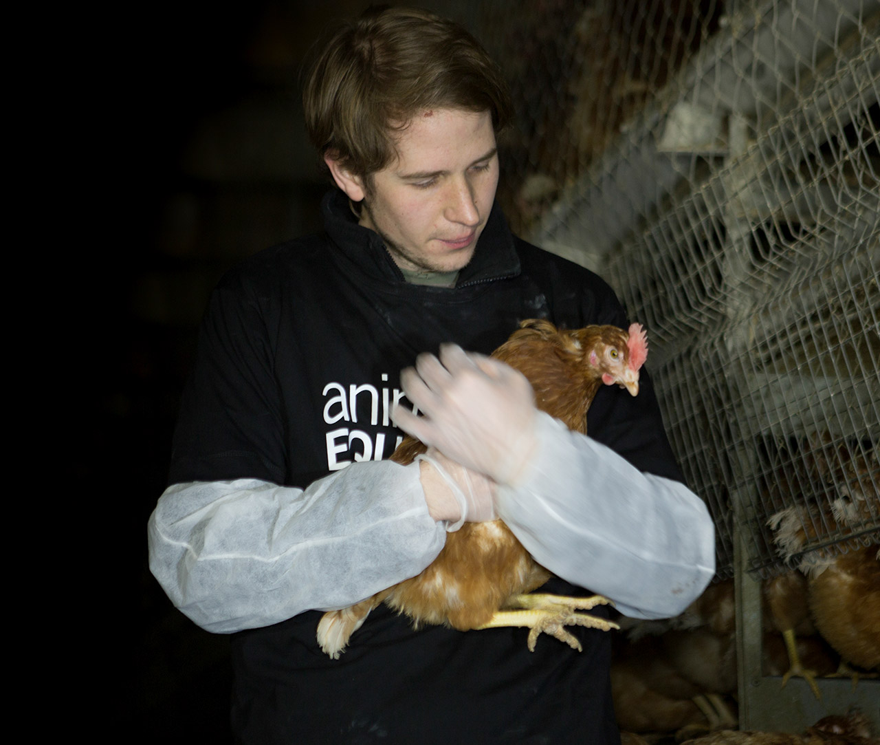 Animal Equality rescuing a hen
