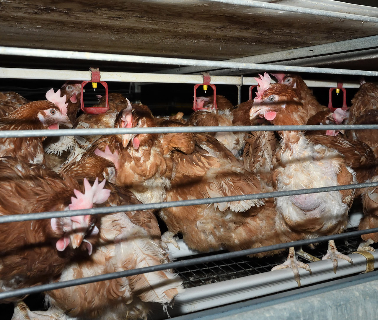 Cage crowded with hens