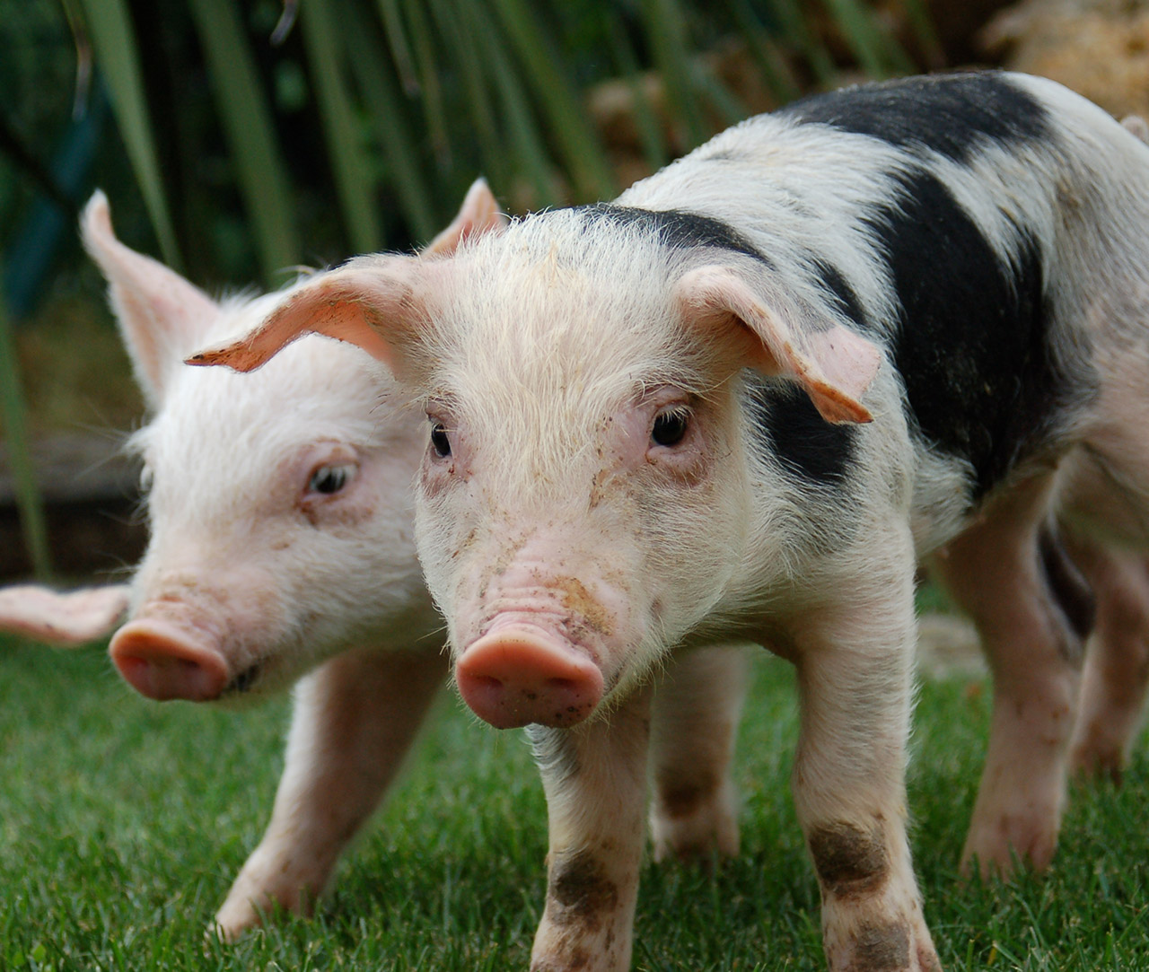 Two rescued piglets