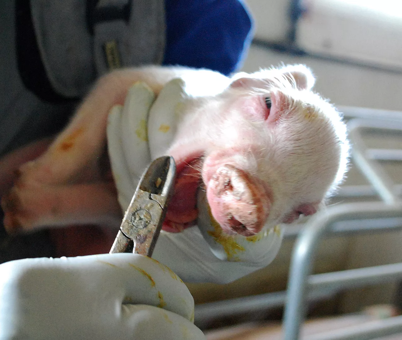 Worker cutting teeth of piglet