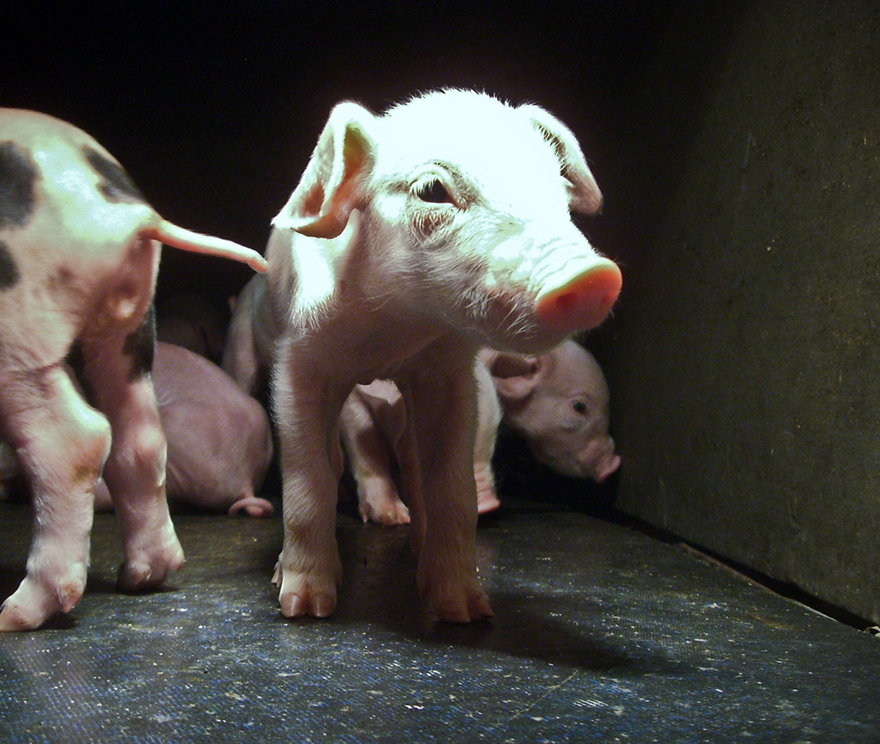 Close up of piglet in a farm