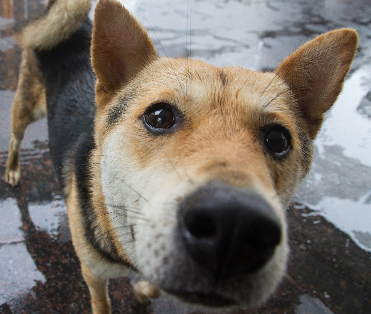 Close up of Vita, a dog rescued from a slaughterhouse