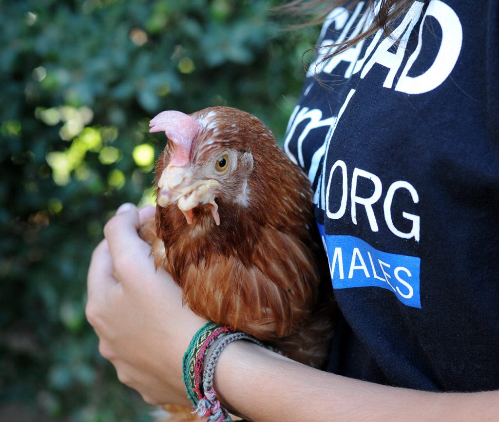Rescued hen held by Animal Equality volunteer