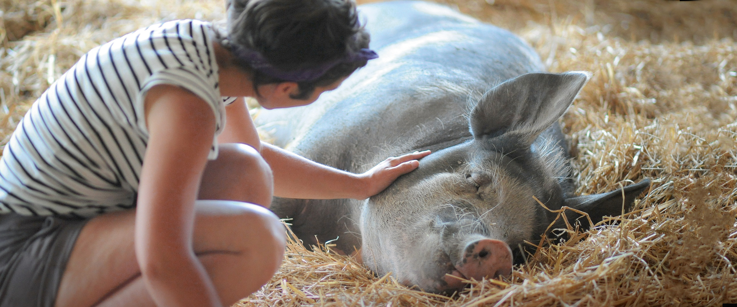 Pig in a sanctuary