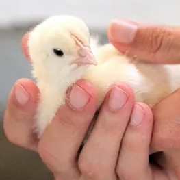 Chick in hands