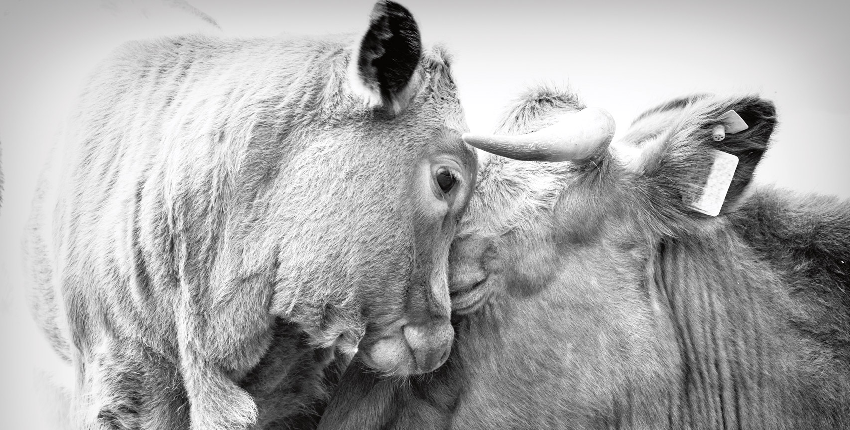 Two cows together