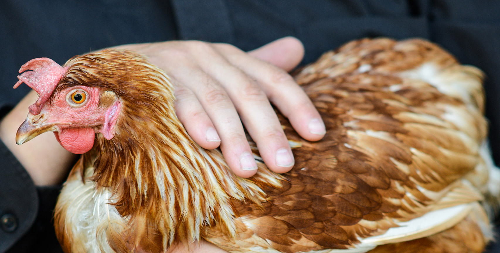 Hand over rescued hen