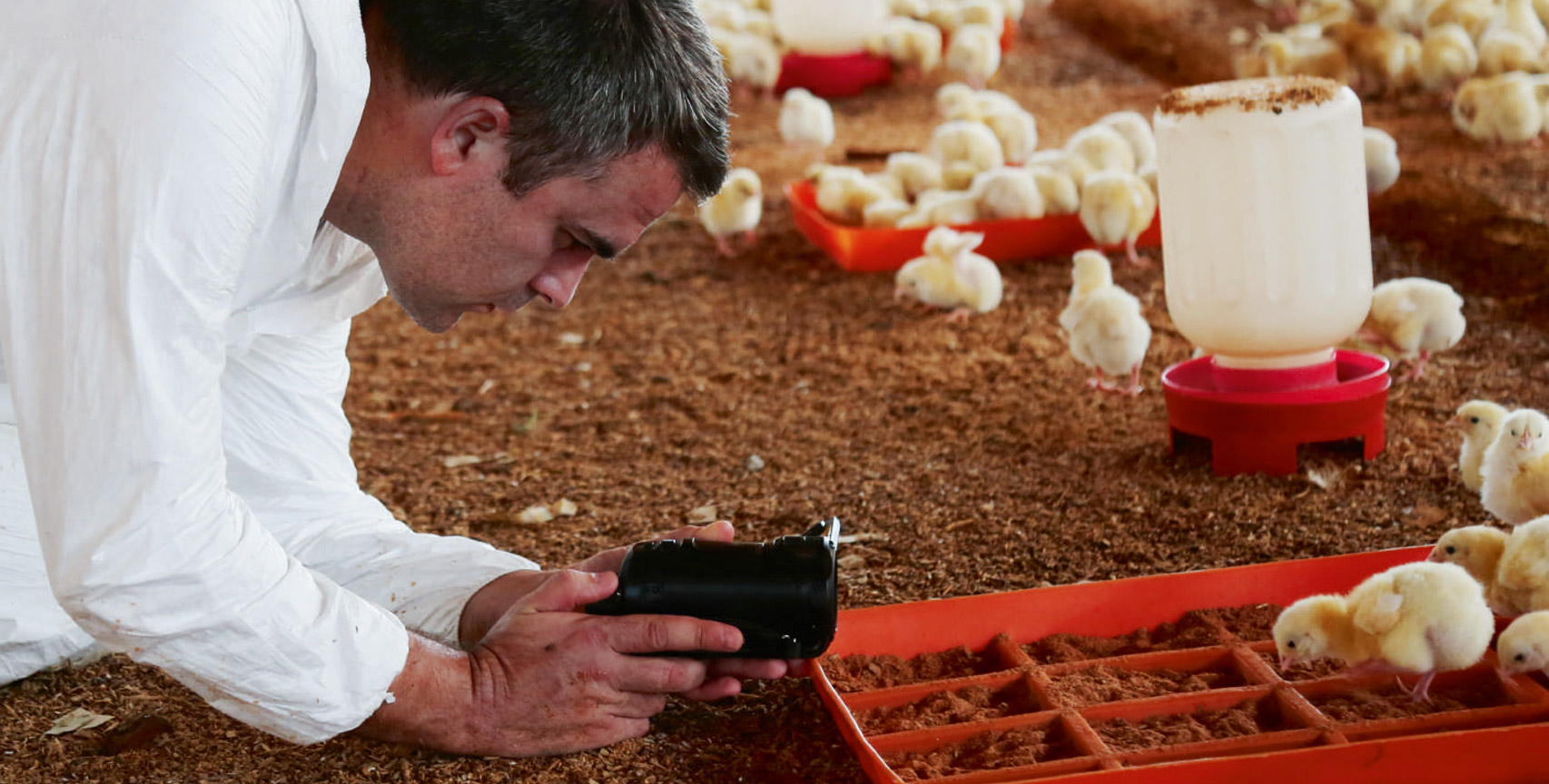 Jose Valle filming chicks in a farm