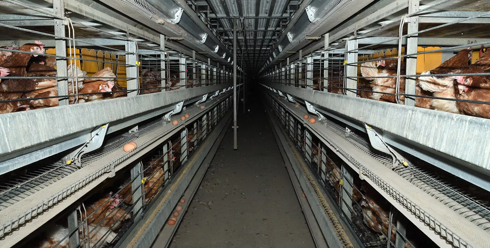 Corridor of egg farm with rows of cages