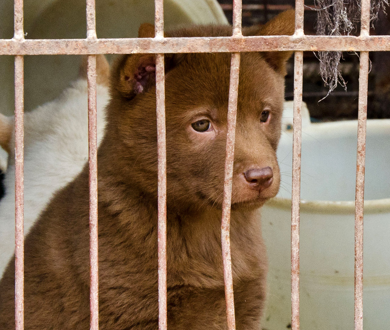 Sad dog in a cage at a dog slaughterhouse