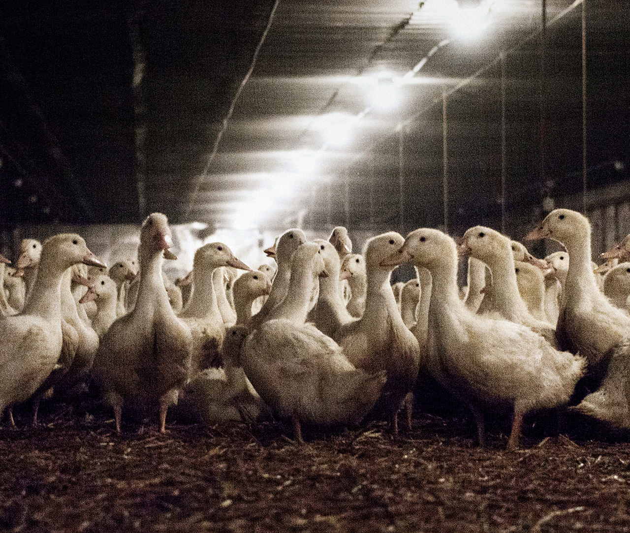 Ducks in a factory farm