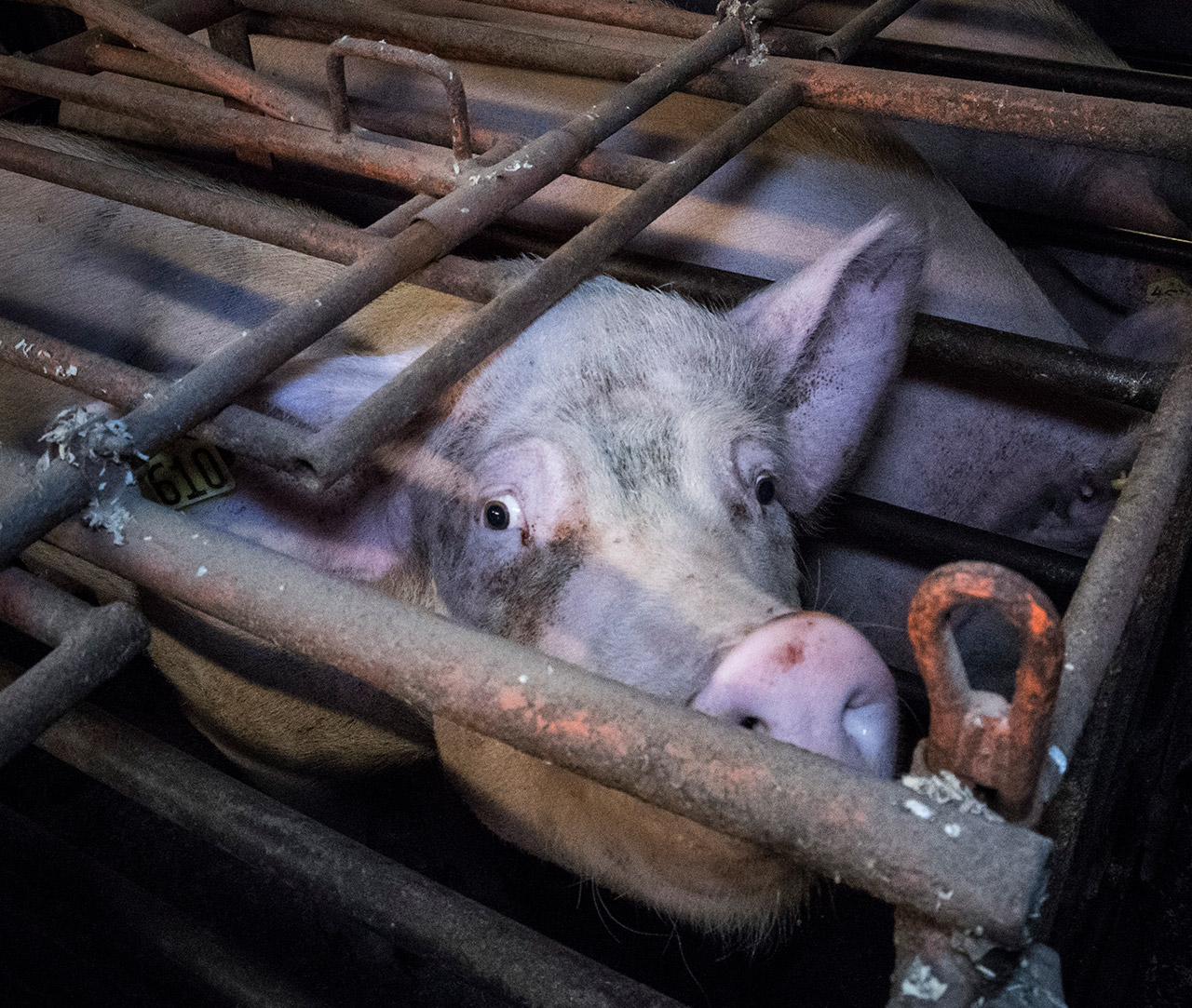 Female pig in a crate looking at camera