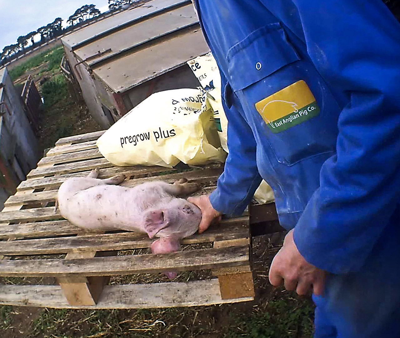 Worker asphyxiating a piglet