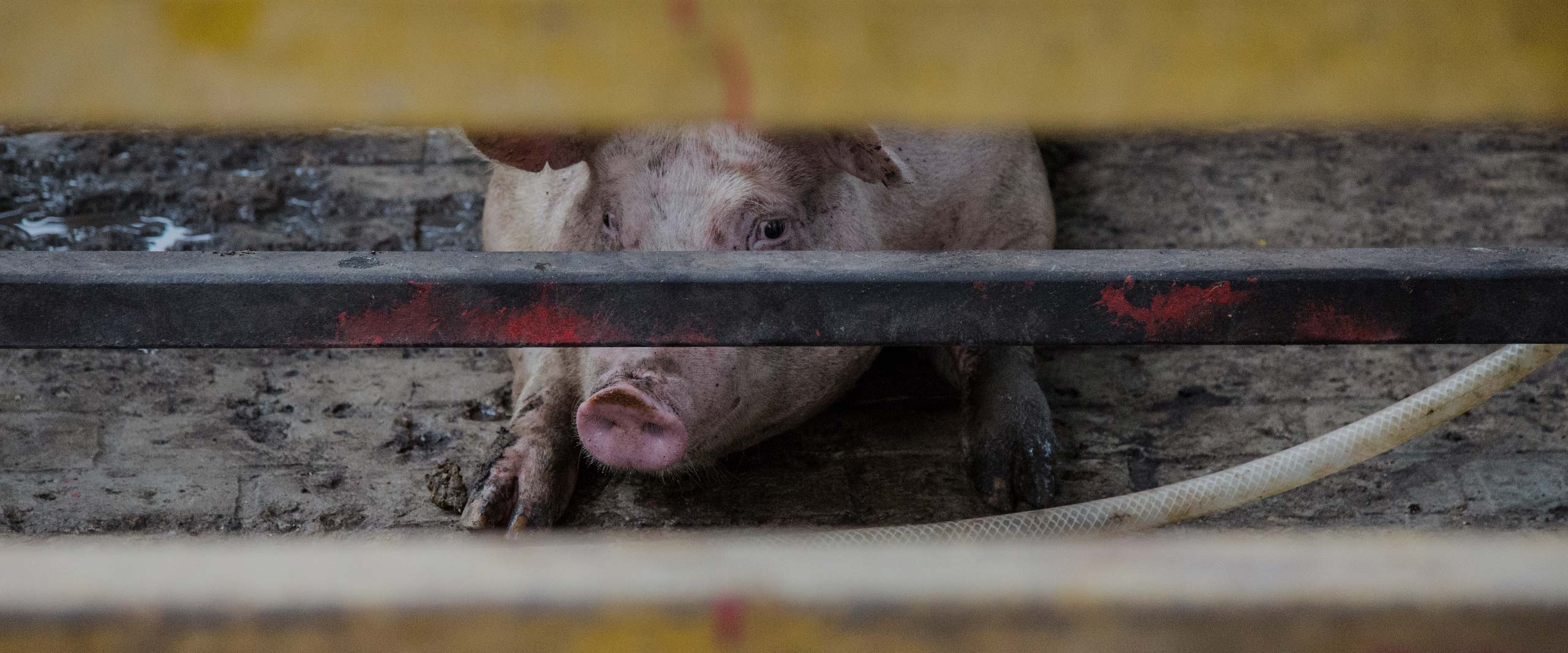 Snout,Fence,Domestic pig,Cage,Animal shelter,Landscape