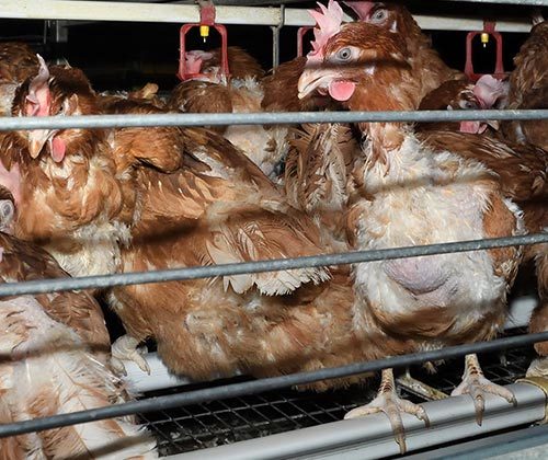 Hens in a overcrowded cage