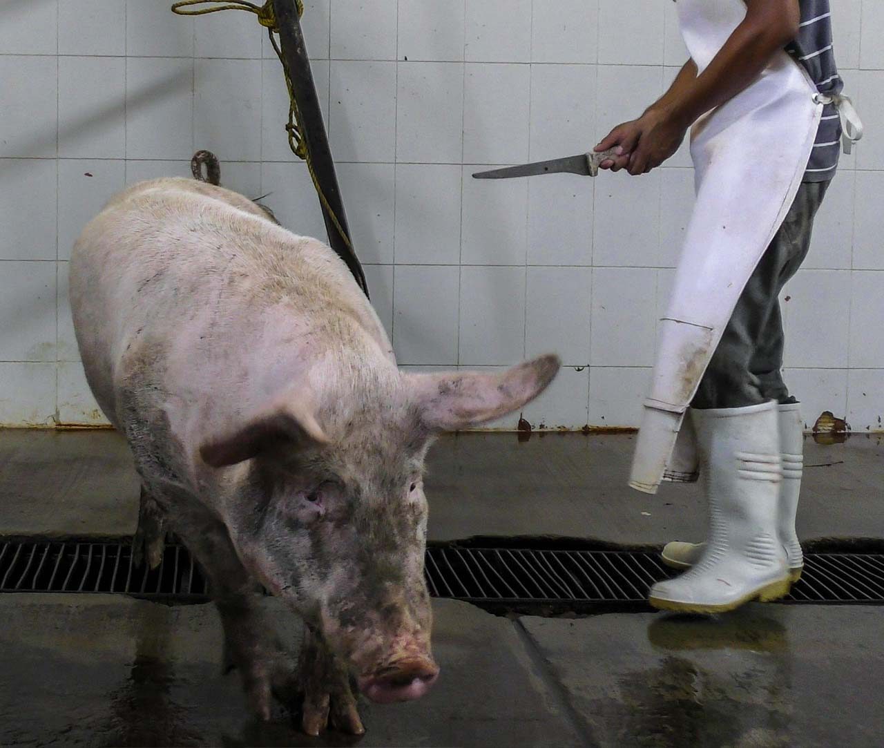 5 Common Slaughterhouse Practices | Animal Equality