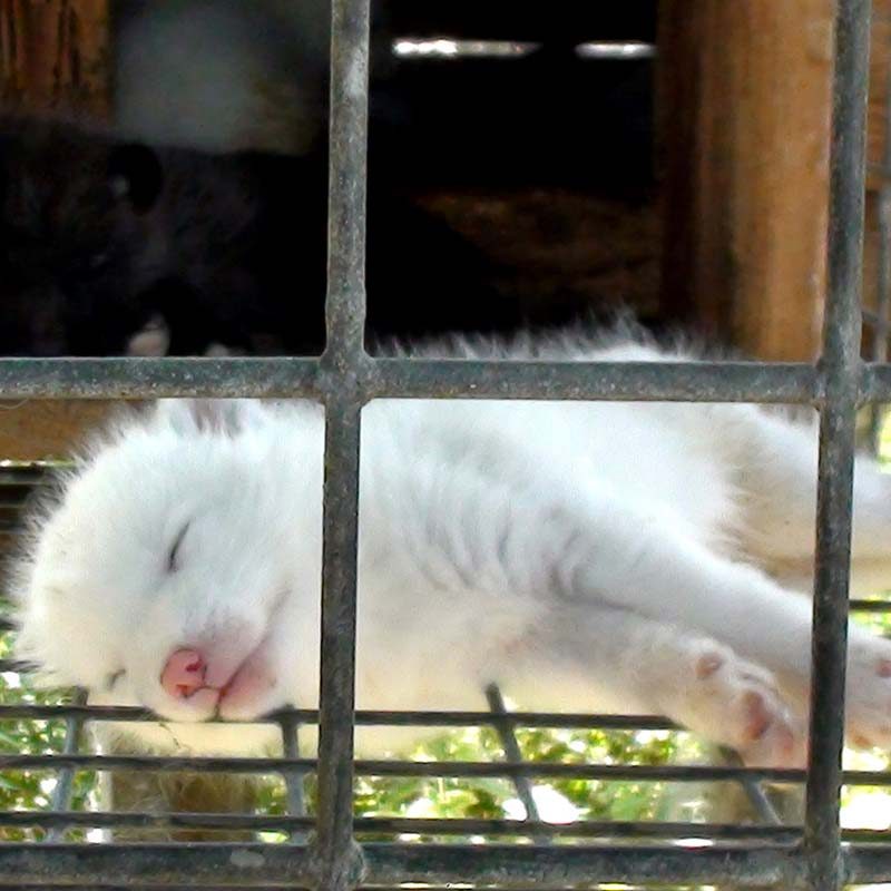 Foxes Raised for Fur Suffer in Wire Cages