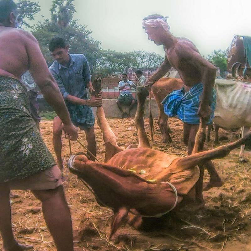 Cruelty Found in Indian Cattle Markets