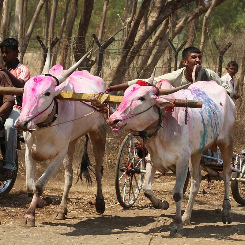 Bullock Cart Races