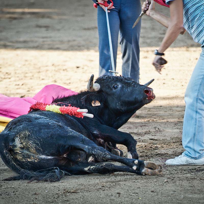 Blue,Bullring,Dog breed,Asphalt,Snout,Bull,Grass