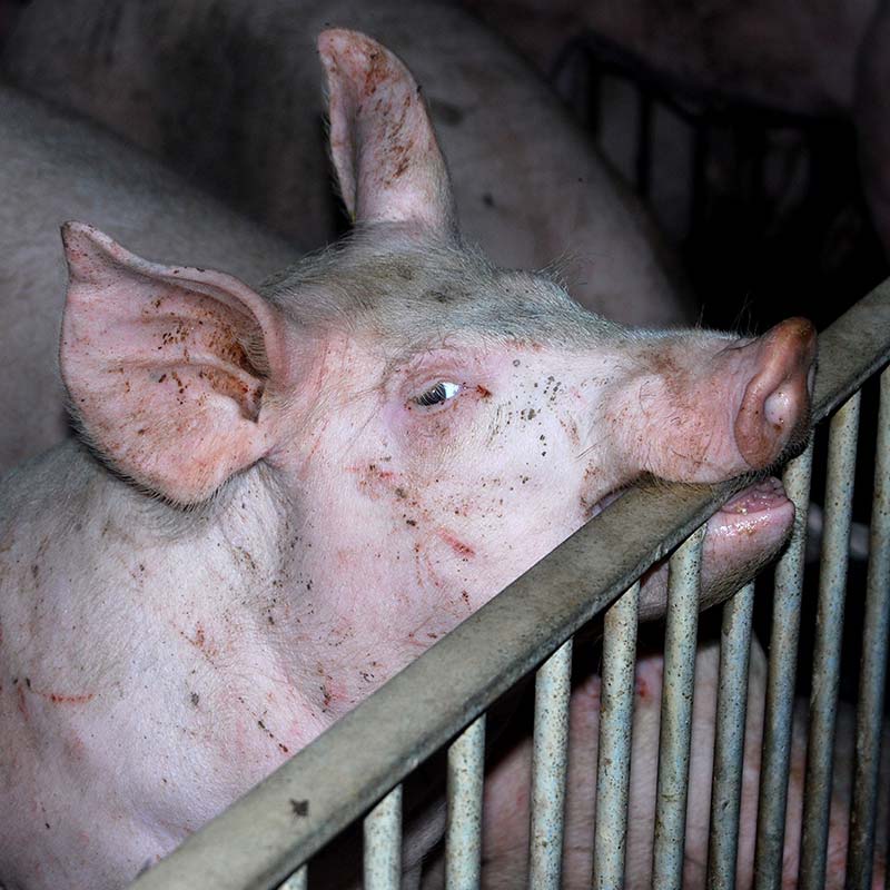 Head,Jaw,Pink,Domestic pig,Snout