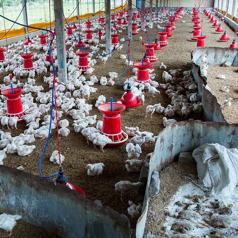 Chicken Factory Farms in India