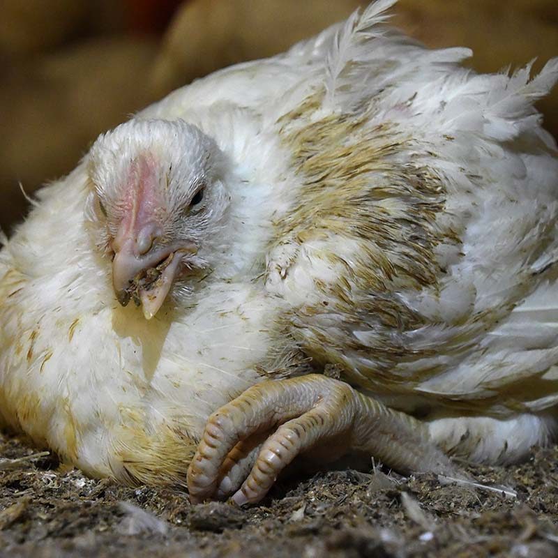 Suffering Birds Unable to Walk at Major Chicken Supplier