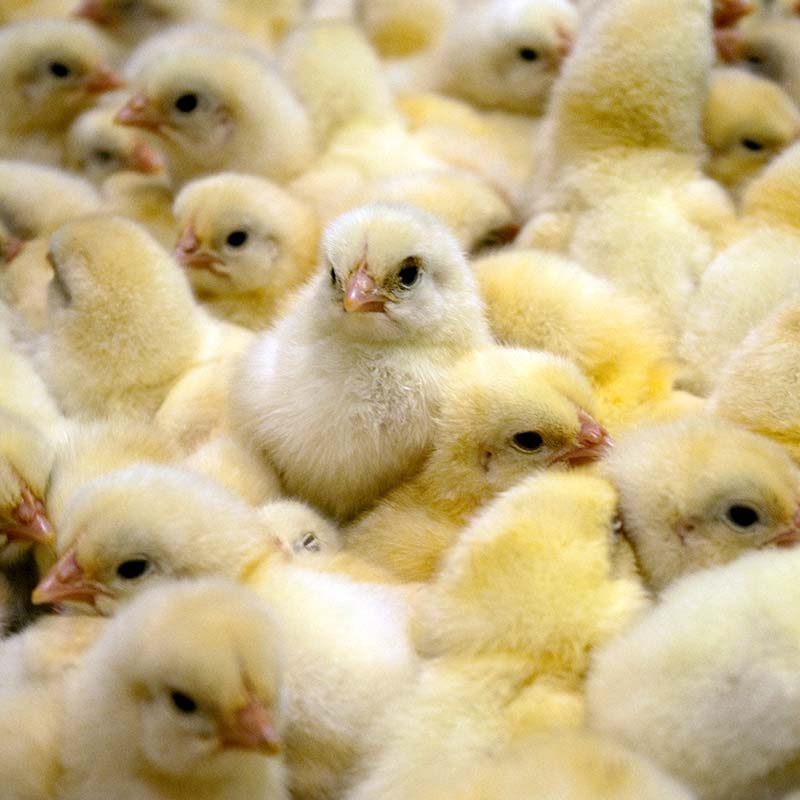 Violence and Cruelty on Italian Chicken Farms