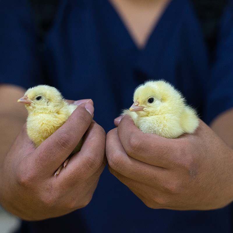 Chicken Production Documented in Mexico