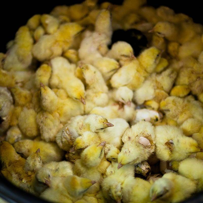 Groundbreaking Footage Shows Live Chicks Thrown Away